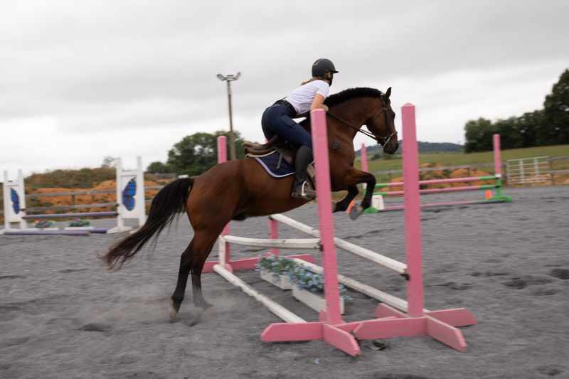 Bay horse and rider in white jumping pink rails in an outdoor arena