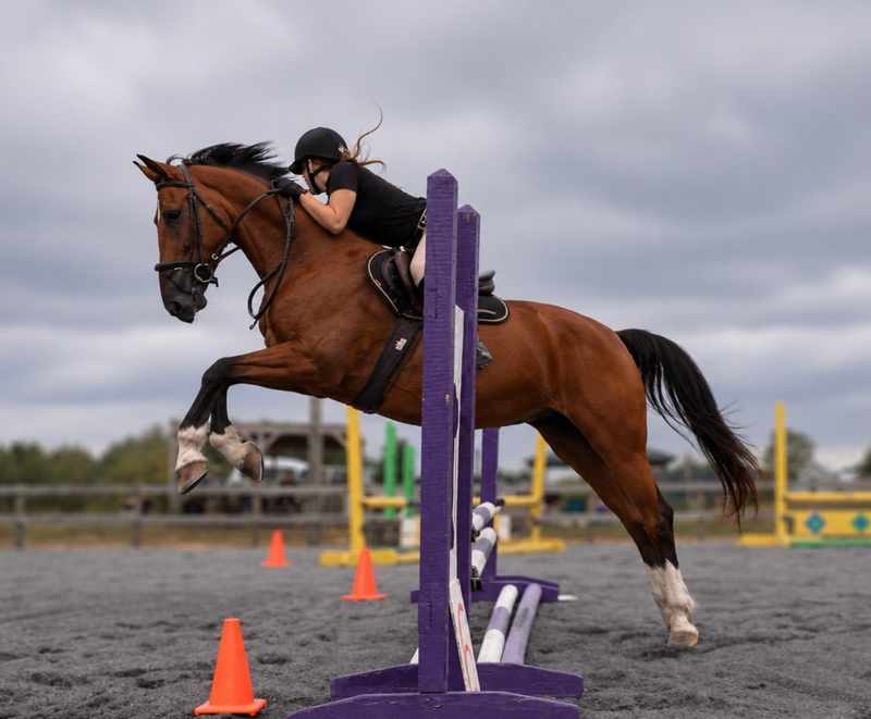 Bay horse and rider clearing a purple show jump in profile