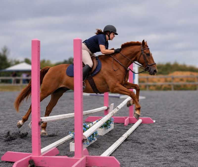 Chestnut horse and rider jumping pink and white rails