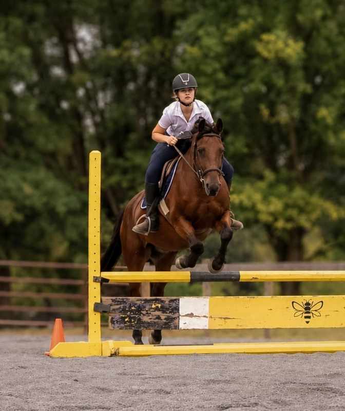 Bay horse and rider approaching a yellow jump head-on